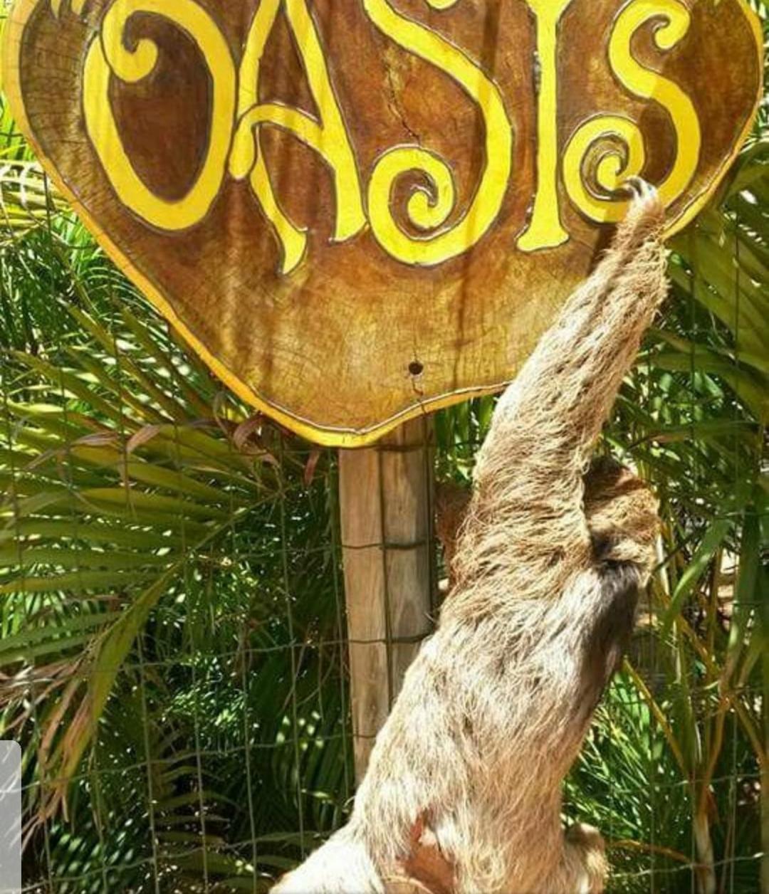 Villa Chale "Oasis" Praia do Forte Exterior foto
